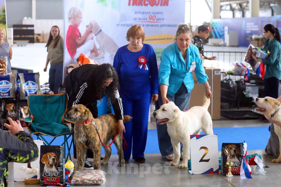 Собаки в Екатеринбурге: Продам хорошего крепкого подростка щенка Мальчик, 100 000 руб. - фото 1