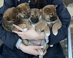 Собаки в других городах Московской области: Щенки Сибы Разнополые, 35 000 руб. - фото 7