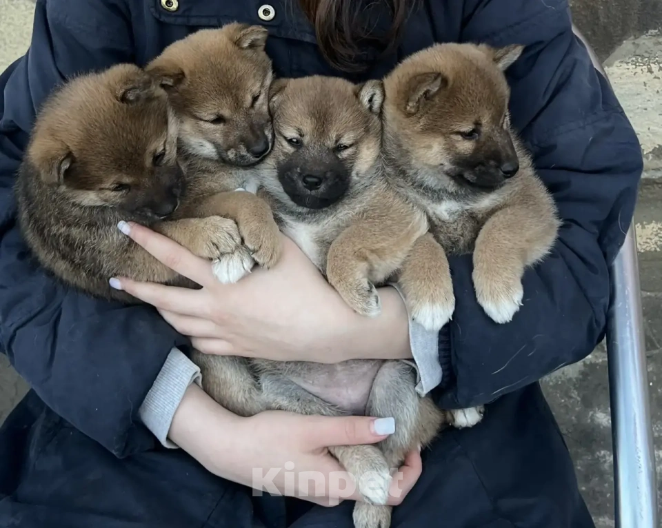 Собаки в других городах Московской области: Щенки Сибы Разнополые, 35 000 руб. - фото 7
