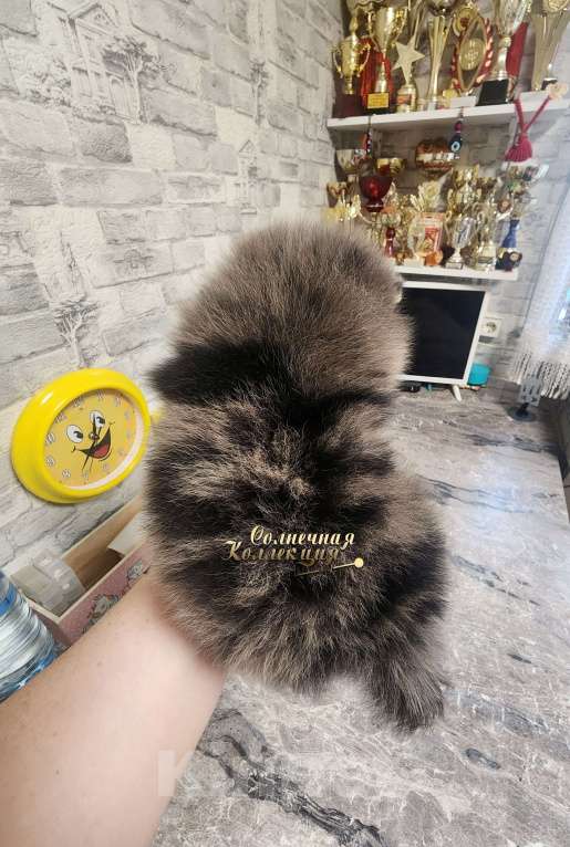 Собаки в Москве: Эксклюзивный окрас мальчик померанского шпица черно подпалый мрамор Мальчик, Бесплатно - фото 2