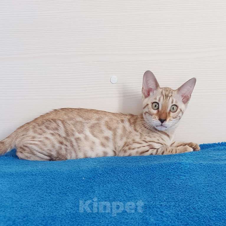 Кошки в Москве: Бенгальский котенок Девочка, 35 000 руб. - фото 6