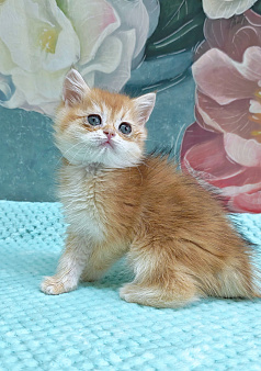 Шотландский прямоухий мальчик золотая шиншилла