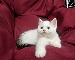 Кошки в Пскове: Черный ван голубоглазый Мальчик, 25 000 руб. - фото 4