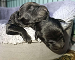 Собаки в Апшеронске: Русский Черный  Терьер щенки  Мальчик, 60 000 руб. - фото 5