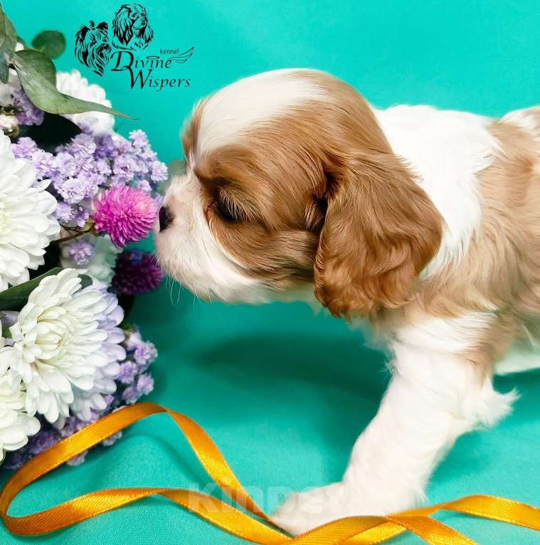 Собаки в Москве: Щенок Мальчик, 130 000 руб. - фото 3