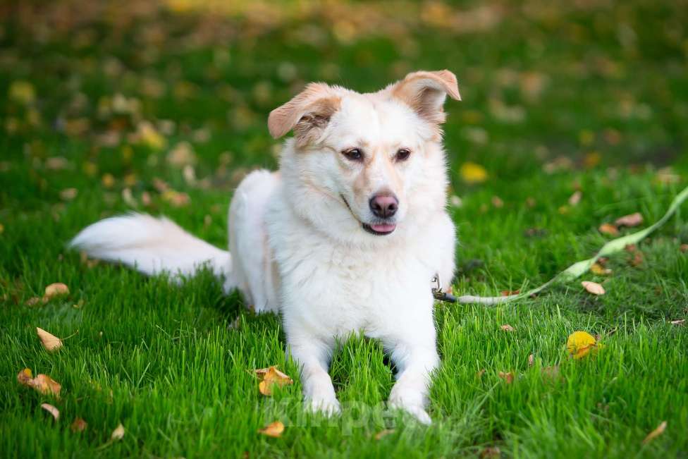 Собаки в Москве: Холли ищет дом Девочка, Бесплатно - фото 8