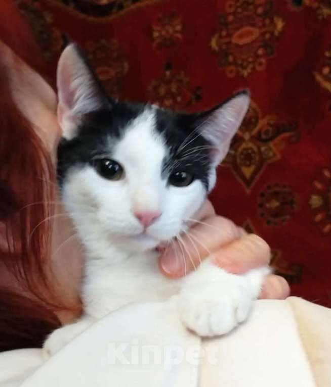 Кошки в Санкт-Петербурге: Самая умная малышка Девочка, Бесплатно - фото 2