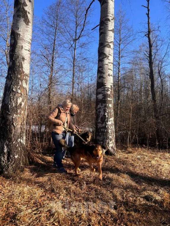 Собаки в Санкт-Петербурге: Верные и преданые товарищи-собаки ищут дом Разнополые, Бесплатно - фото 9