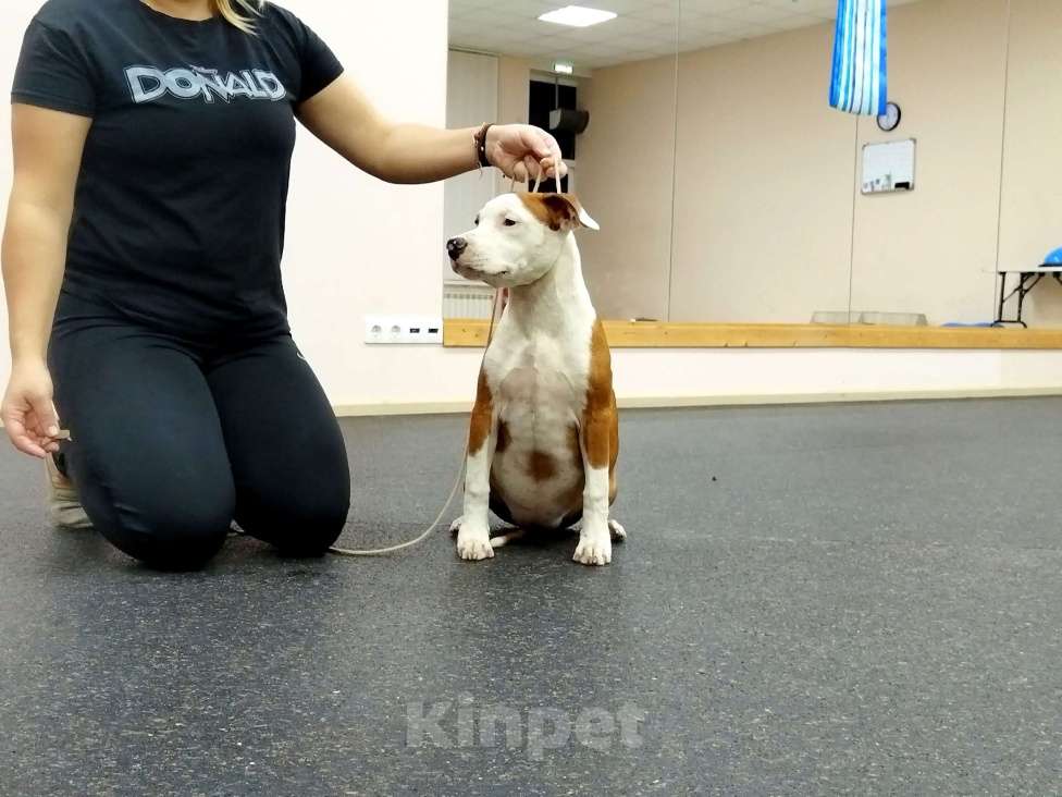 Собаки в Москве: АСТ Девочка, 60 000 руб. - фото 3