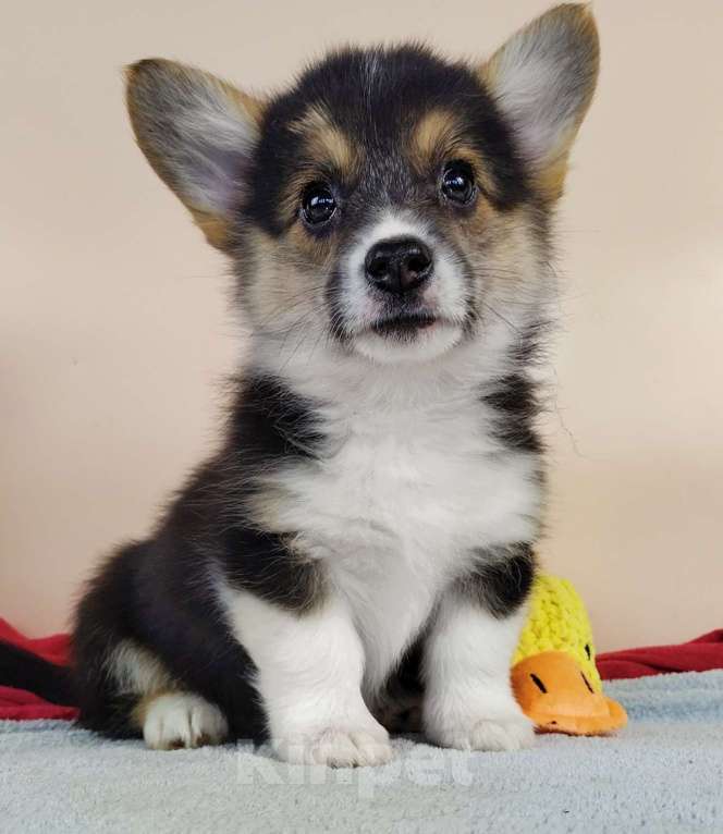 Собаки в Москве: Щенки Вельш Корги Пемброк РКФ Девочка, 50 000 руб. - фото 2