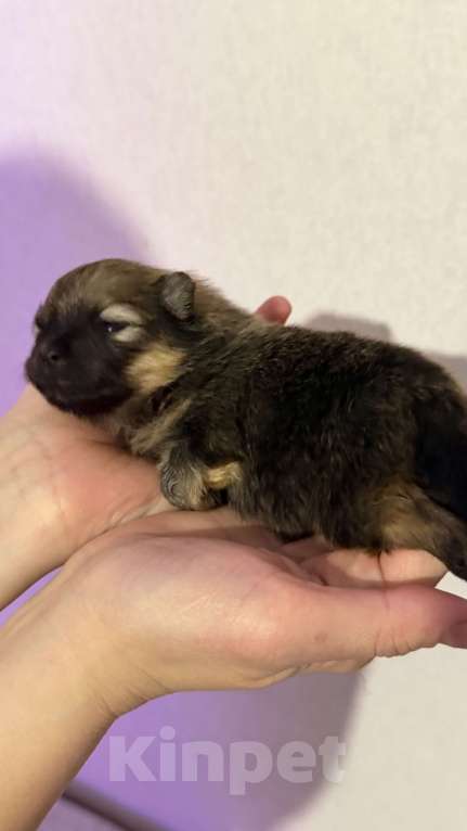 Собаки в Красноярске: Померанский шпиц 2 Мальчик, 50 000 руб. - фото 5