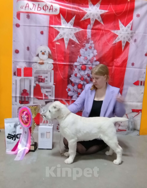 Собаки в Москве: Питомник САО предлагает к приобретению  Девочка, 60 000 руб. - фото 2