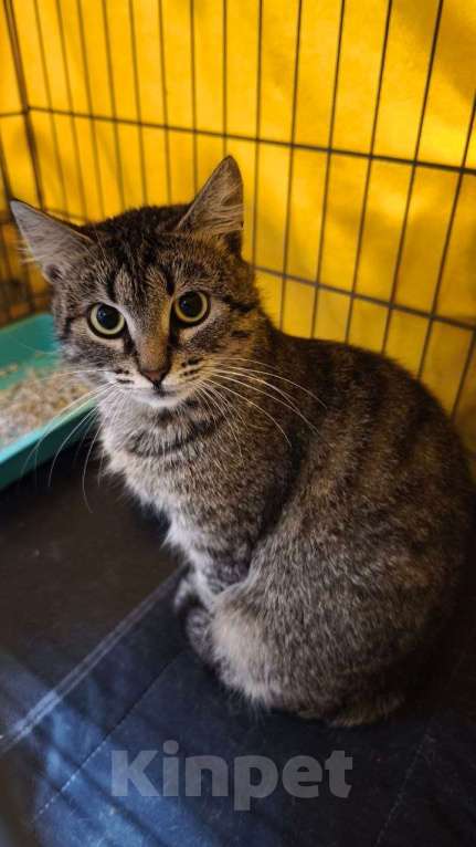 Кошки в Санкт-Петербурге: Кошка в добрые руки Девочка, Бесплатно - фото 6