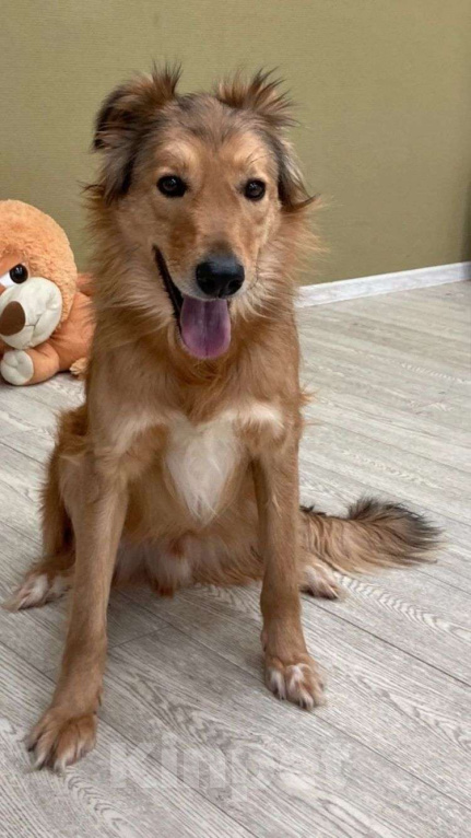 Собаки в Москве: Нереальный красавец Лист  Мальчик, Бесплатно - фото 1