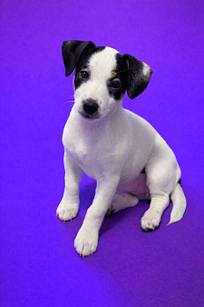 Щенки Джек Рассел терьера