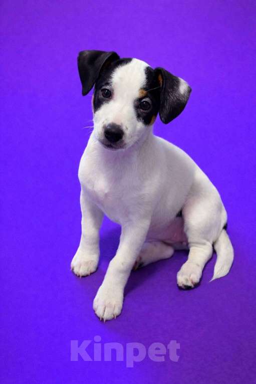 Собаки в других городах Московской области: Щенки Джек Рассел терьера Девочка, 35 000 руб. - фото 1