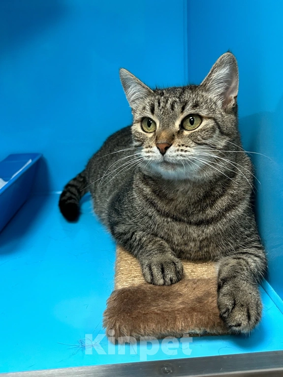 Кошки в Москве: Ласковая девочка отчаянно жаждет внимания Девочка, Бесплатно - фото 2