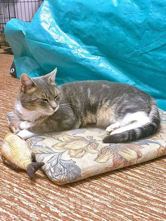 Кошки в Санкт-Петербурге: Мэй, серебристо-дымчатая кошечка, ищет свой дом Девочка, 10 руб. - фото 3