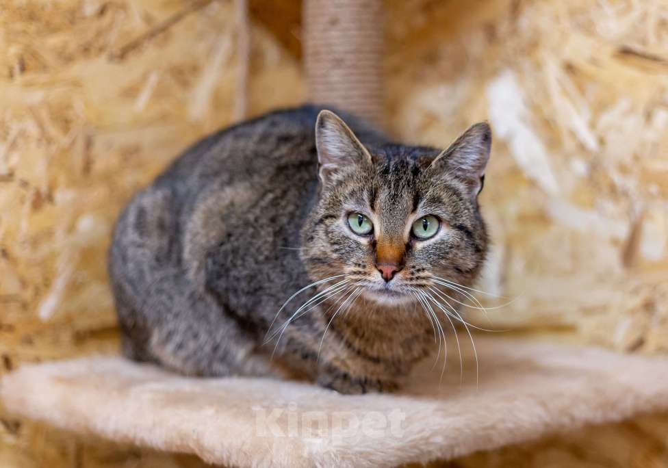 Кошки в Москве: Мадам ждет хозяев Девочка, Бесплатно - фото 5