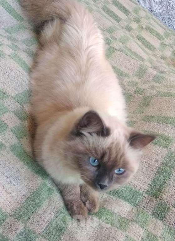 Кошки в Краснодаре: Невская маскарадная котенок продам Мальчик, 27 000 руб. - фото 6