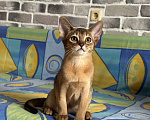 Кошки в Краснодаре: Абиссинская девочка  Девочка, 55 000 руб. - фото 3