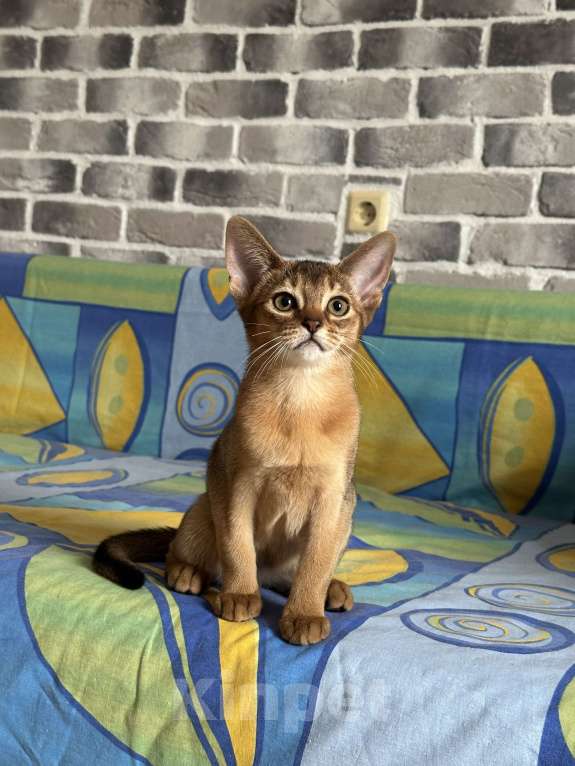 Кошки в Краснодаре: Абиссинская девочка  Девочка, 55 000 руб. - фото 3