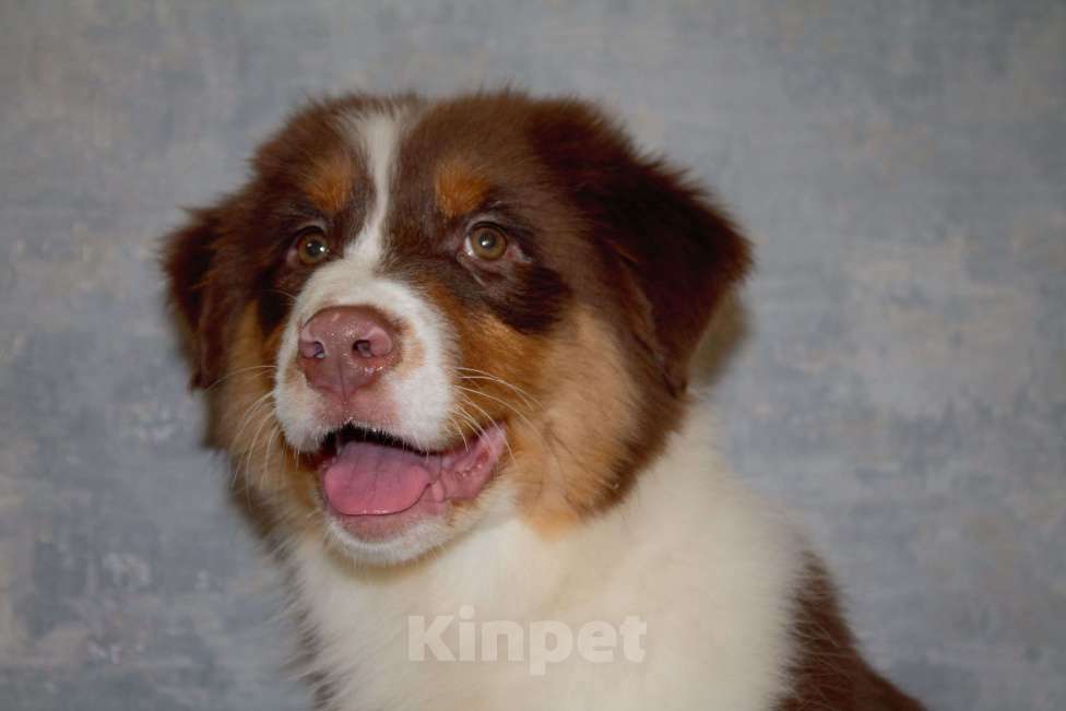 Собаки в других городах Московской области: Австралийская овчарка Мальчик, 50 000 руб. - фото 9