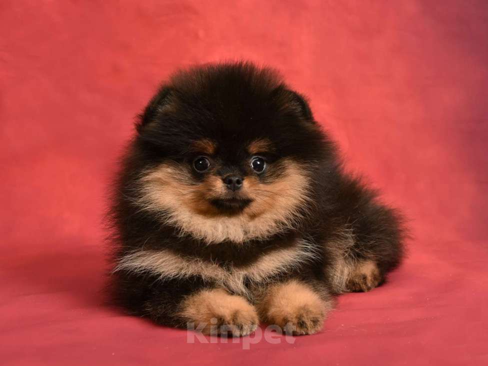 Собаки в Москве: Померанский карликовый шпиц мини ( девочка Киви) а Девочка, 40 000 руб. - фото 5