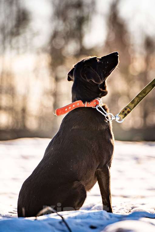 Собаки в Клине: Гуччи — грациозный пёс Мальчик, Бесплатно - фото 3