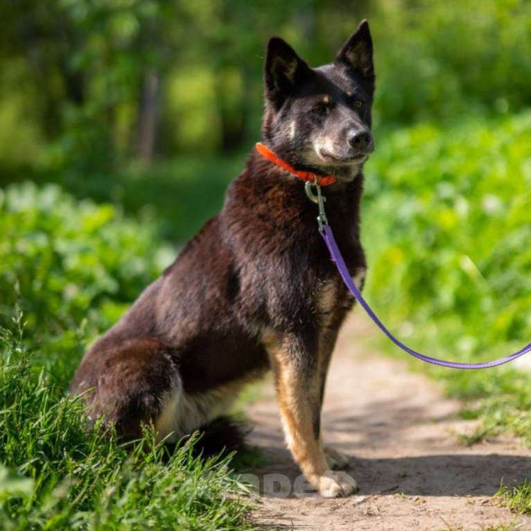 Собаки в Москве: Мася Девочка, Бесплатно - фото 2
