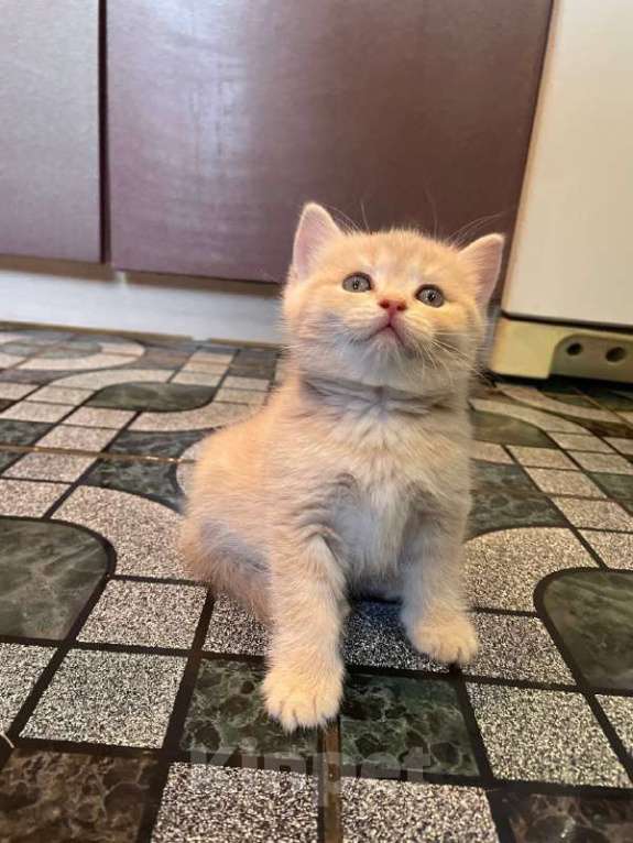 Кошки в Екатеринбурге: Шотландские котята  Мальчик, 25 000 руб. - фото 2