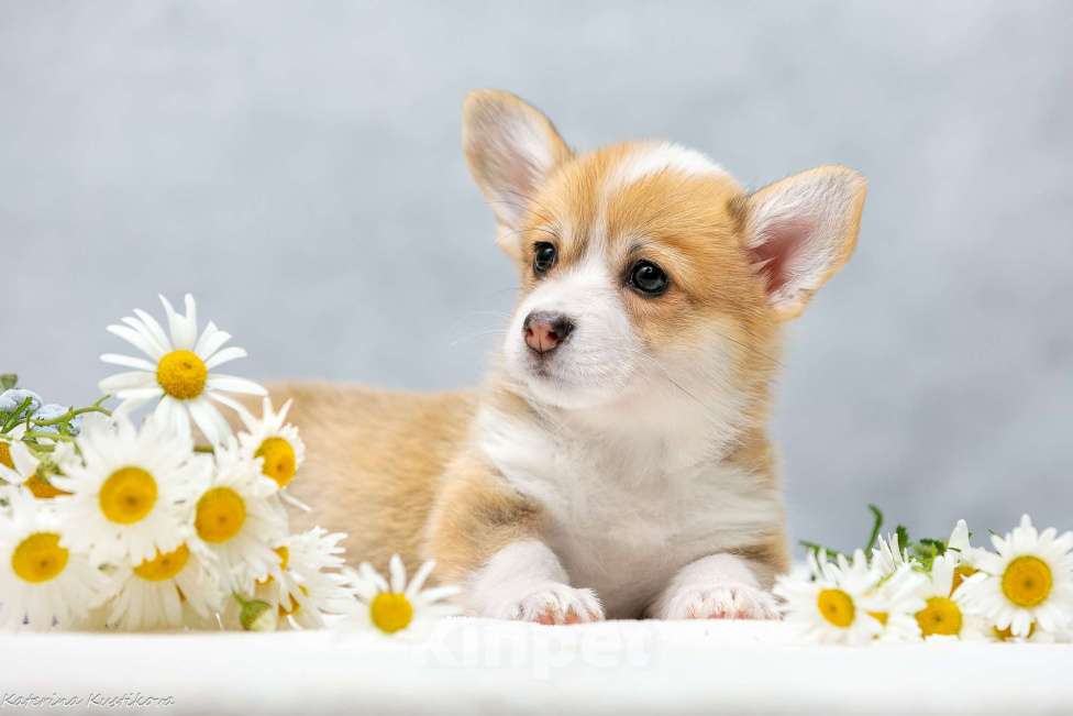 Собаки в Москве: Девочки корги с хвостиком Девочка, 80 000 руб. - фото 2