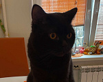 Кошки в Санкт-Петербурге: Потерялся любимый кот Мальчик, 3 000 руб. - фото 2