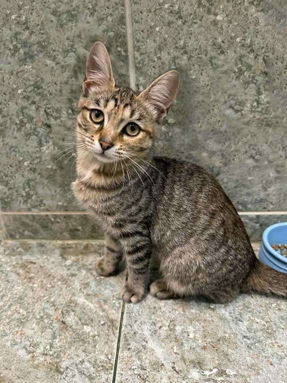 Кошки в Москве: Очаровательная кошечка-подросток Аглая ищет дом Девочка, 10 руб. - фото 2