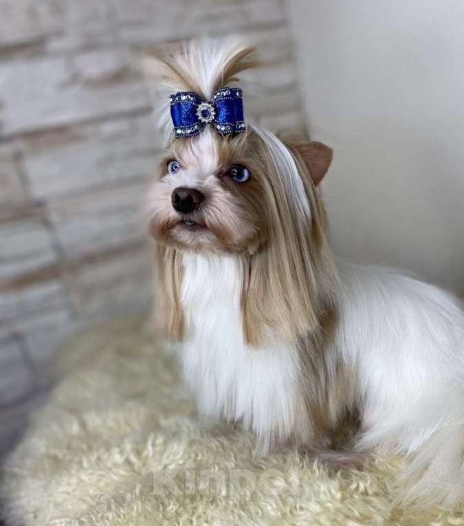 Собаки в Москве: Цветной йорк Голдаст мальчик Мальчик, 70 000 руб. - фото 2