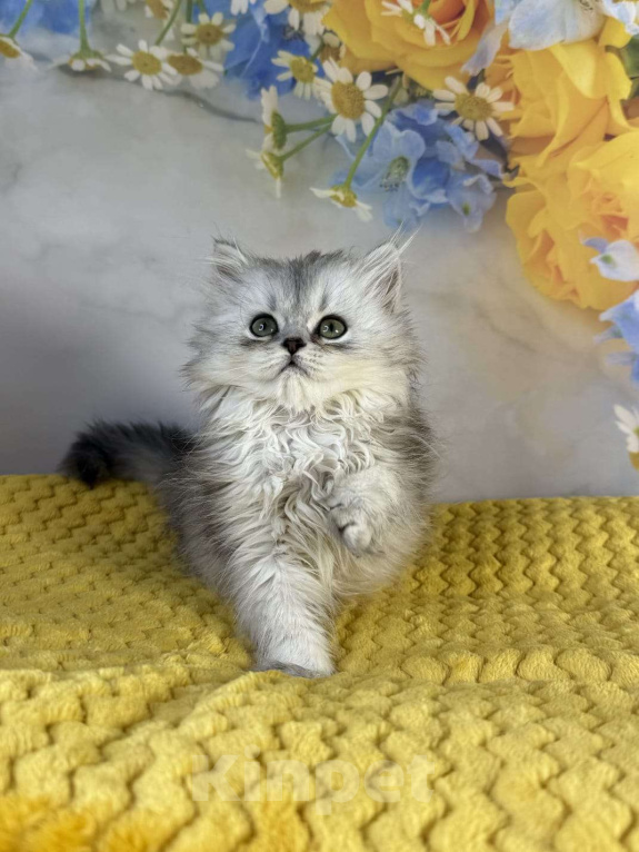 Кошки в Саранске: Серебристая шиншилла шотландская девочка Девочка, 35 000 руб. - фото 2