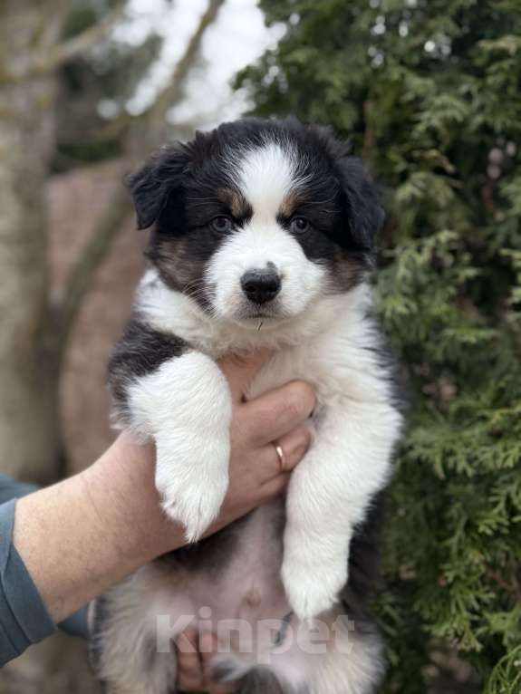 Собаки в других городах Ленинградской области: Щенок миниатюрной американской овчарки Мальчик, Бесплатно - фото 2