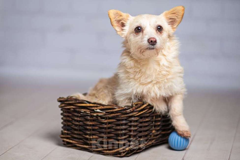 Собаки в Москве: Крошечная собачка Бэмби в добрые руки Девочка, 1 руб. - фото 6