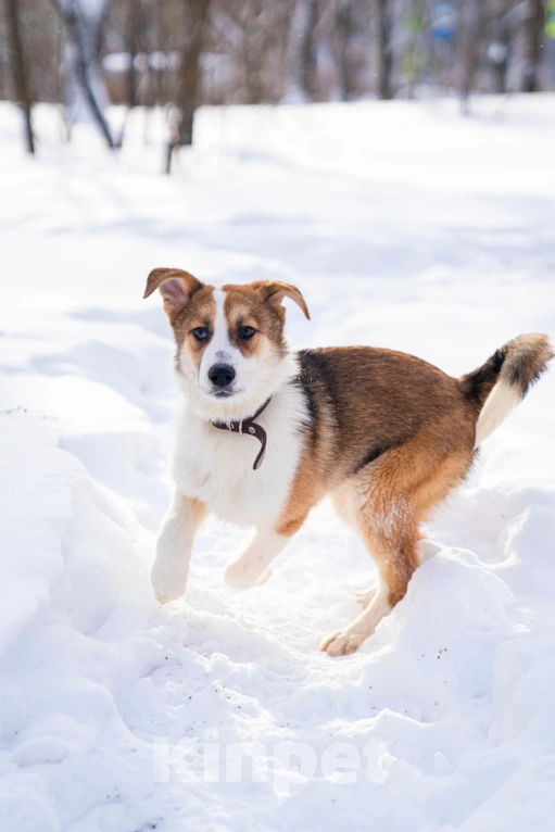 Собаки в Лосином-Петровском: Валдай якутенок прирожденный охранник Мальчик, Бесплатно - фото 4