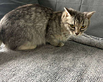 Кошки в Котельнике: Найдена, подобрана кошка!  Девочка, Бесплатно - фото 6