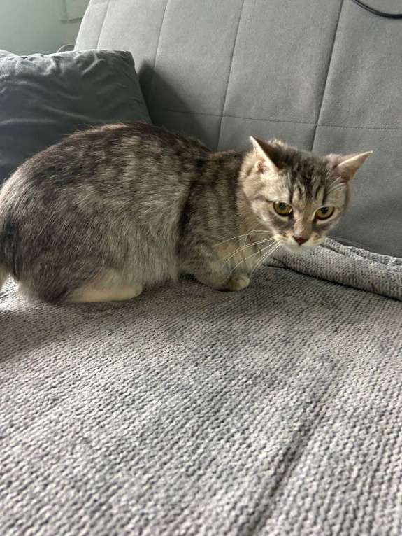 Кошки в Котельнике: Найдена, подобрана кошка!  Девочка, Бесплатно - фото 6