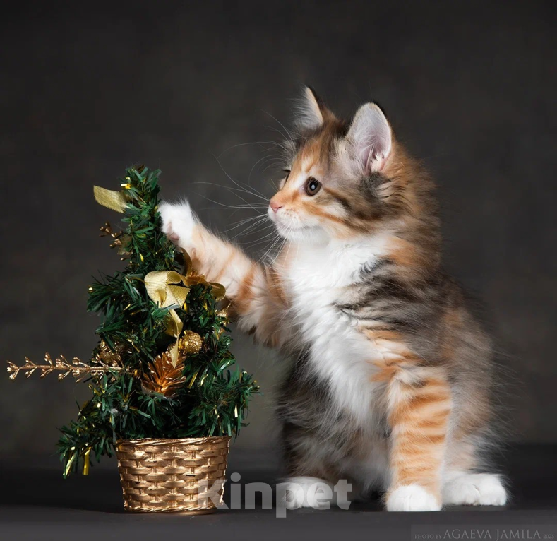 Кошки в других городах Московской области: Кошка курильского бобтейла Девочка, 50 000 руб. - фото 5