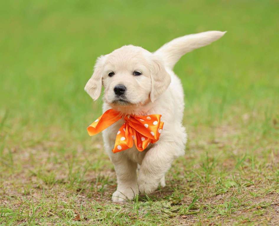 Собаки в Нижнем Новгороде: Щенок золотистого оетривера Девочка, 60 000 руб. - фото 4