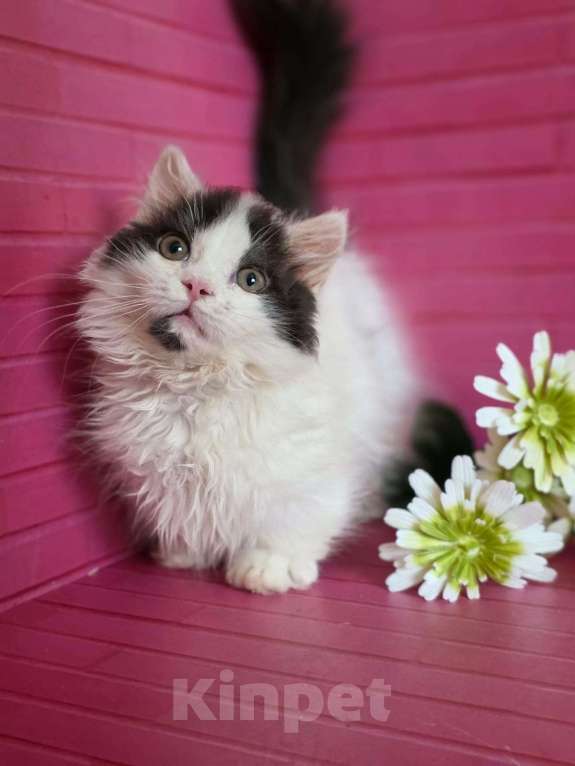 Кошки в Москве: Манчкины два мальчика короткие лапки Мальчик, 35 000 руб. - фото 2