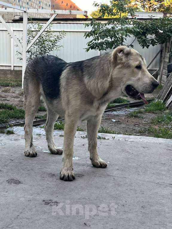 Собаки в Москве: Девочка среднеазиатской овчарки Девочка, 60 000 руб. - фото 2