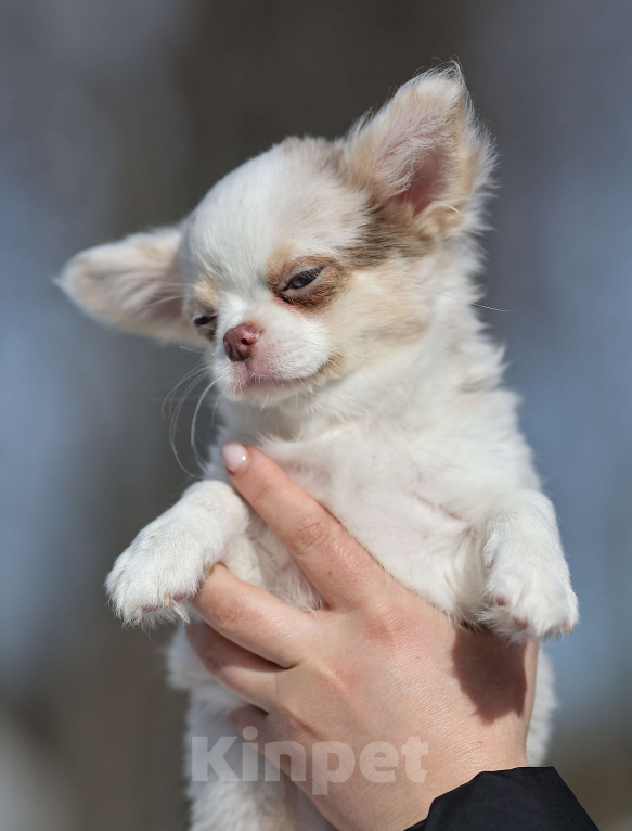Собаки в Обнинске: Девочки чихуахуа меоле лиловая и шоколадная, голубые глаза Девочка, 60 000 руб. - фото 10