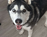 Собаки в Уфе: Потерялась девочка Хаски по кличке Дана, очень тактильная Девочка, Бесплатно - фото 2