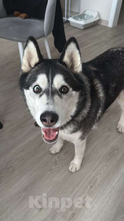 Собаки в Уфе: Потерялась девочка Хаски по кличке Дана, очень тактильная Девочка, Бесплатно - фото 2