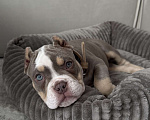Собаки в Одинцово: Продам щенка , американский булли покет Девочка, 100 000 руб. - фото 2