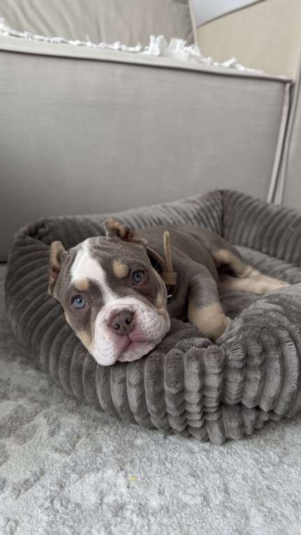 Собаки в Одинцово: Продам щенка , американский булли покет Девочка, 100 000 руб. - фото 2